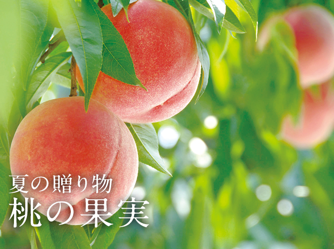 21夏の贈り物 桃の果実 について ヨーグルト専門店モーニング オンラインショップ