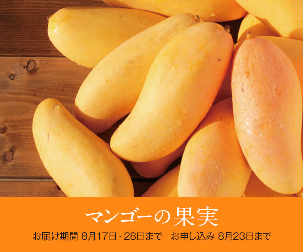 季節の果実シリーズ　期間限定で「マンゴーの果実」に切り替わります！