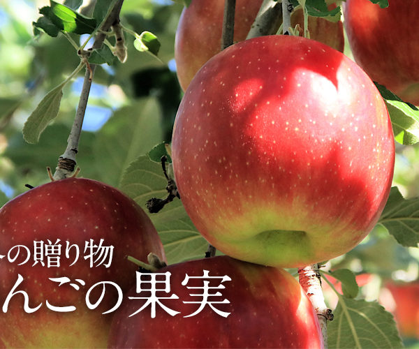 2025 冬の贈り物「りんごの果実入りギフト」が新たに登場！